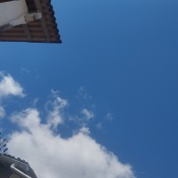 Liviasilva